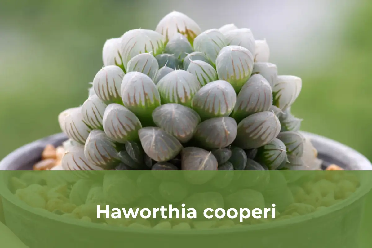 Haworthia cooperi - Cây cảnh độc lạ số 7