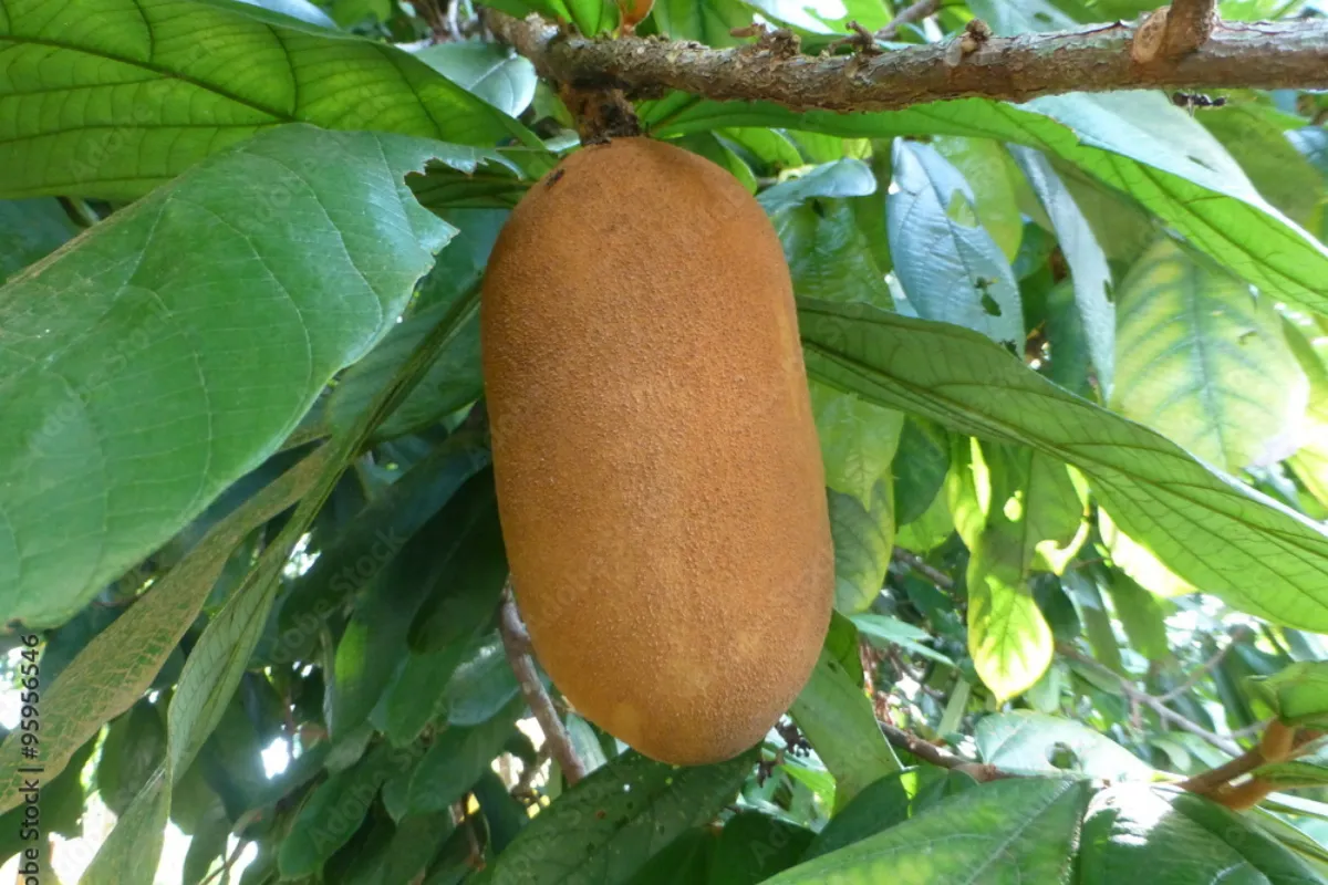 Cây Hồng Hoàng (Theobroma grandiflorum) – Các loài thực vật mang dáng vẻ đặc biệt nhất của rừng Amazon (P6)