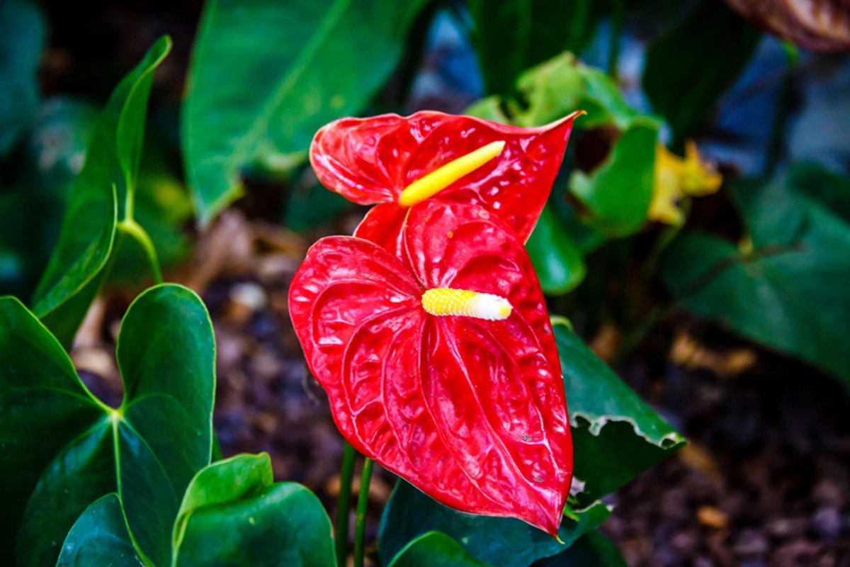 cây cảnh lá đỏ