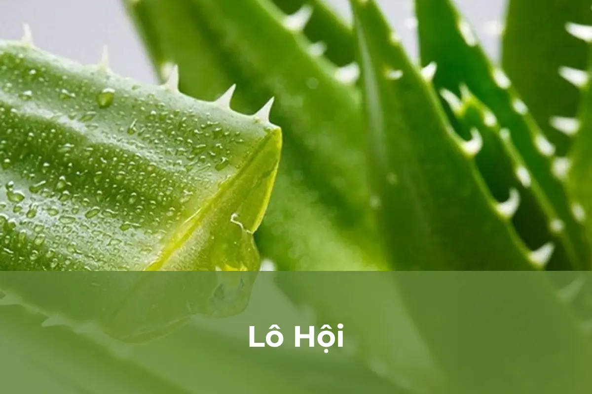 Lô Hội - Cây cảnh hấp thụ bức xạ điện từ số 2