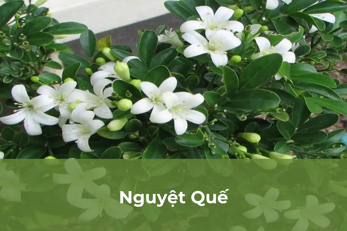 Nguyệt Quế - Cây nên trồng vào tháng cô hồn số 2