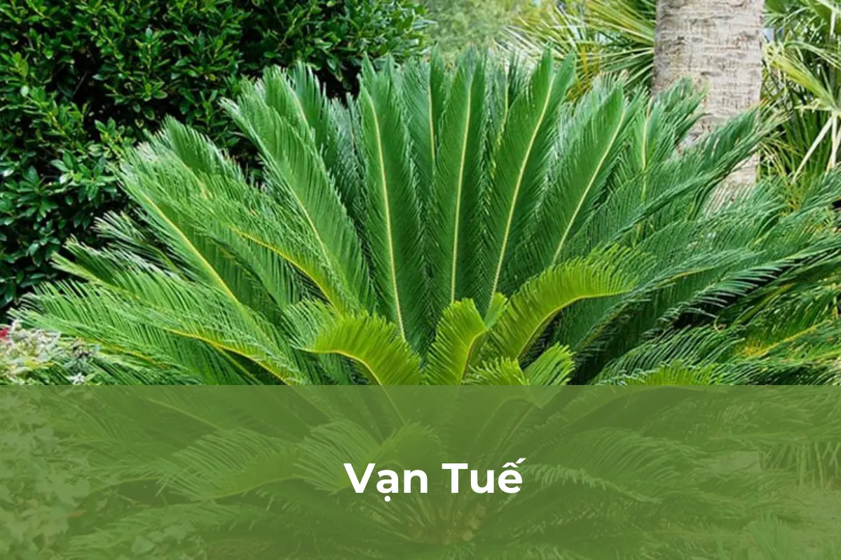 Vạn Tuế có thể gây ung thư cho trẻ nhỏ