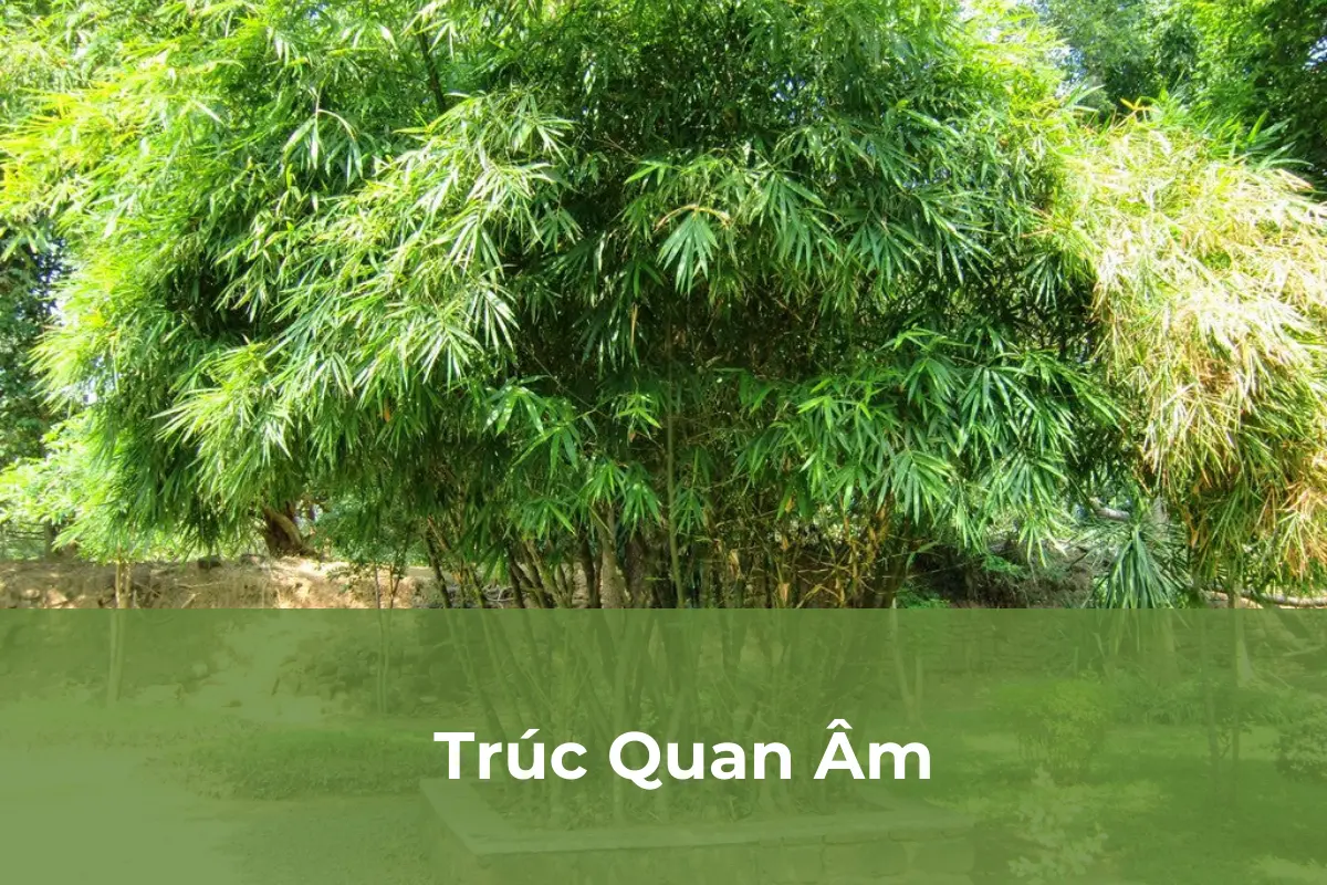 Trúc Quan Âm - Cây nên trồng vào tháng cô hồn số 3
