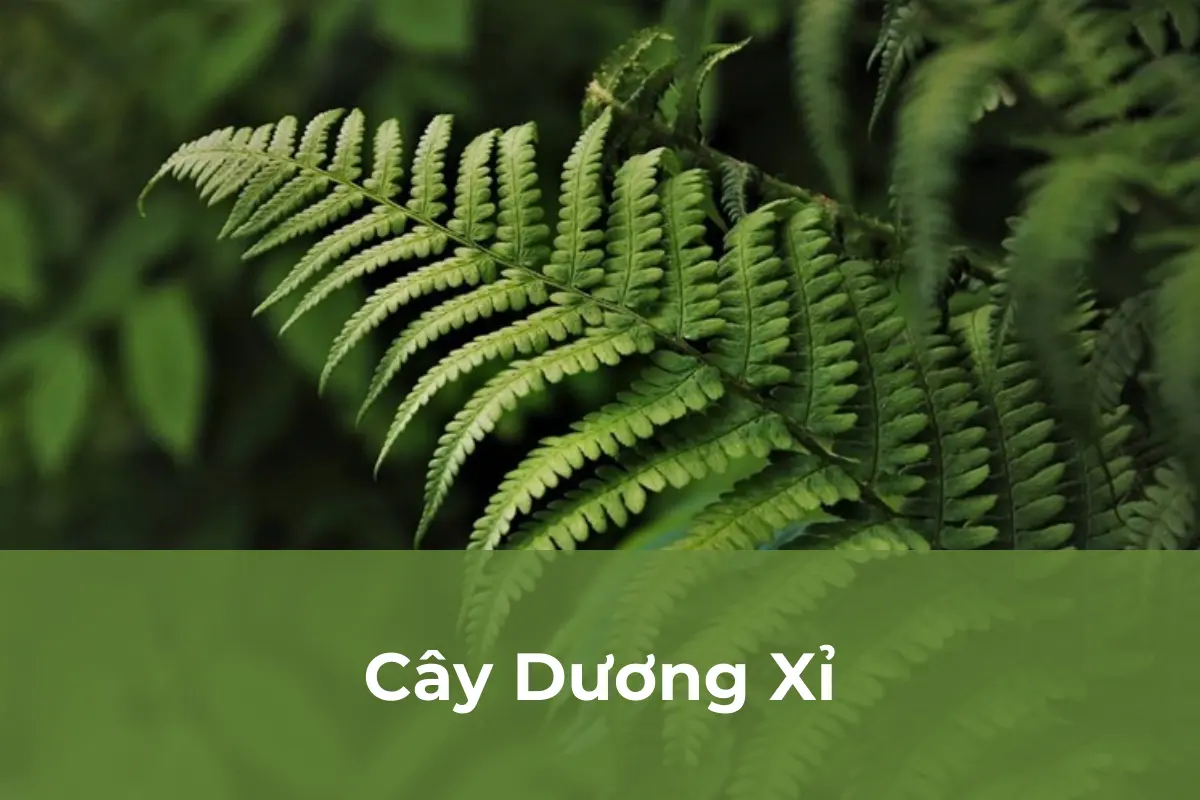 Cây Dương Xỉ