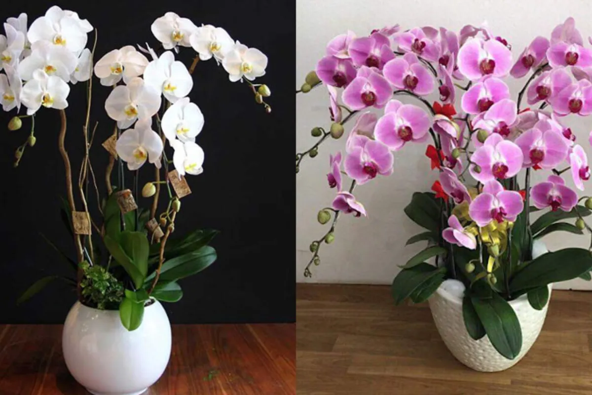 Biểu tượng của sự thanh lịch và tinh tế