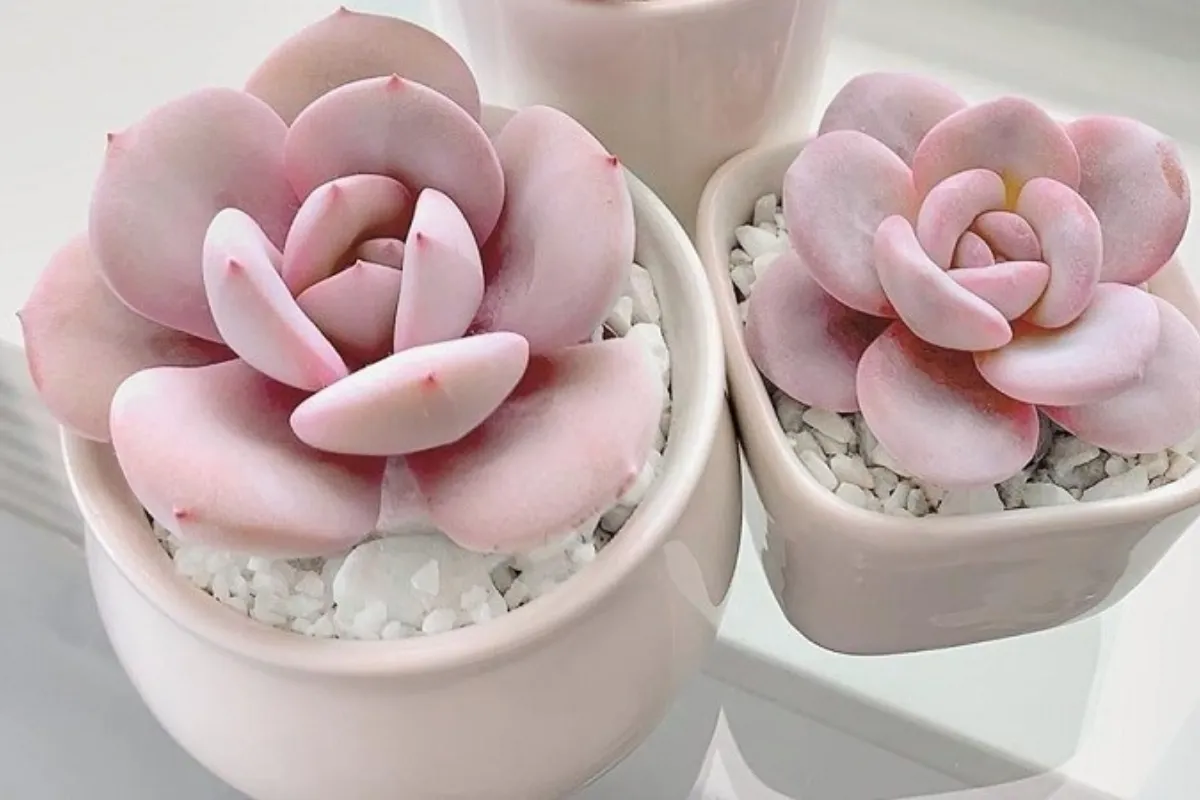 Cây Sen Đá Hồng - Biểu tượng của tình yêu và hòa bình