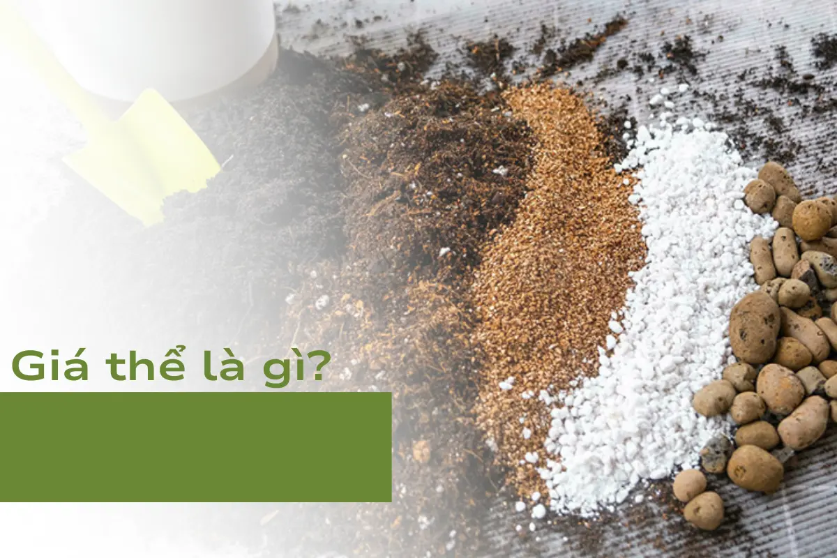 Giá thể là gì?