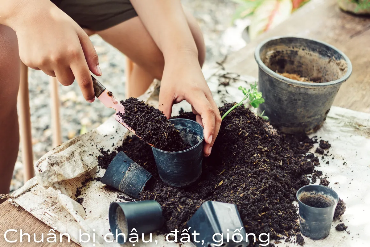 Bước 1: Chuẩn bị chậu, đất, giống
