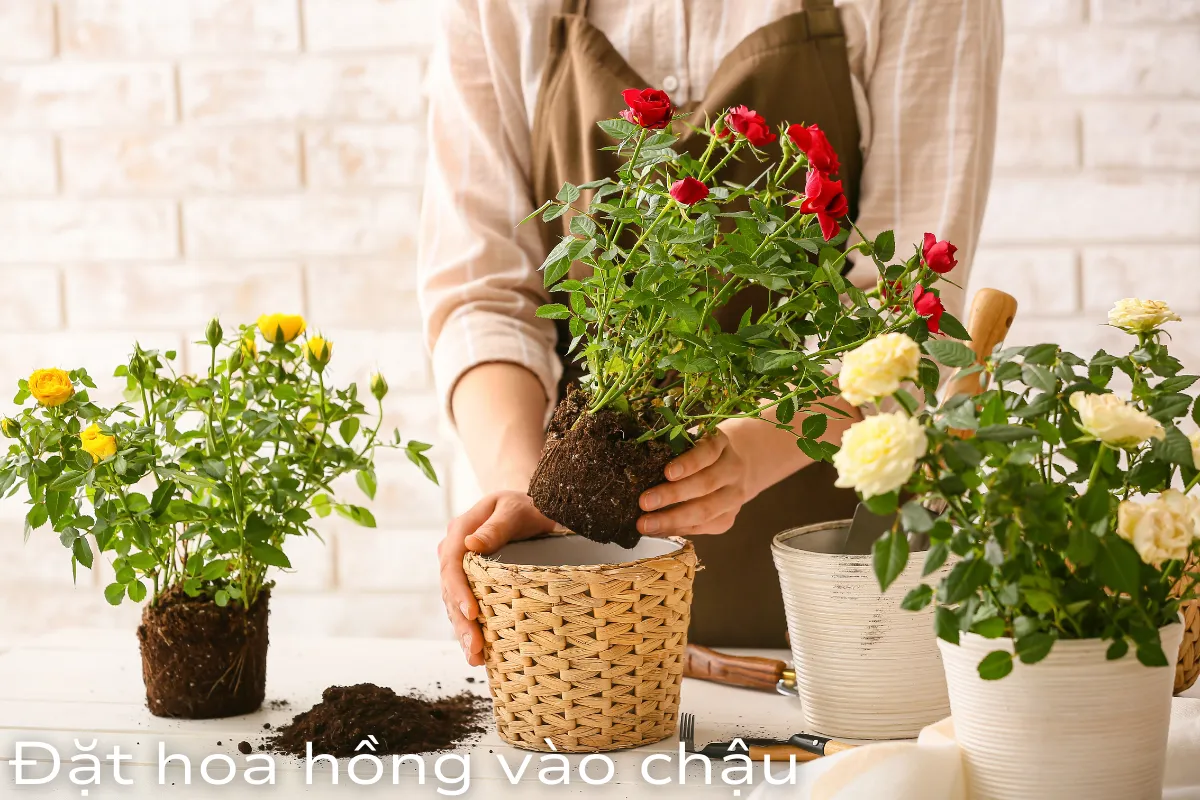 Bước 2: Đặt hoa vào chậu
