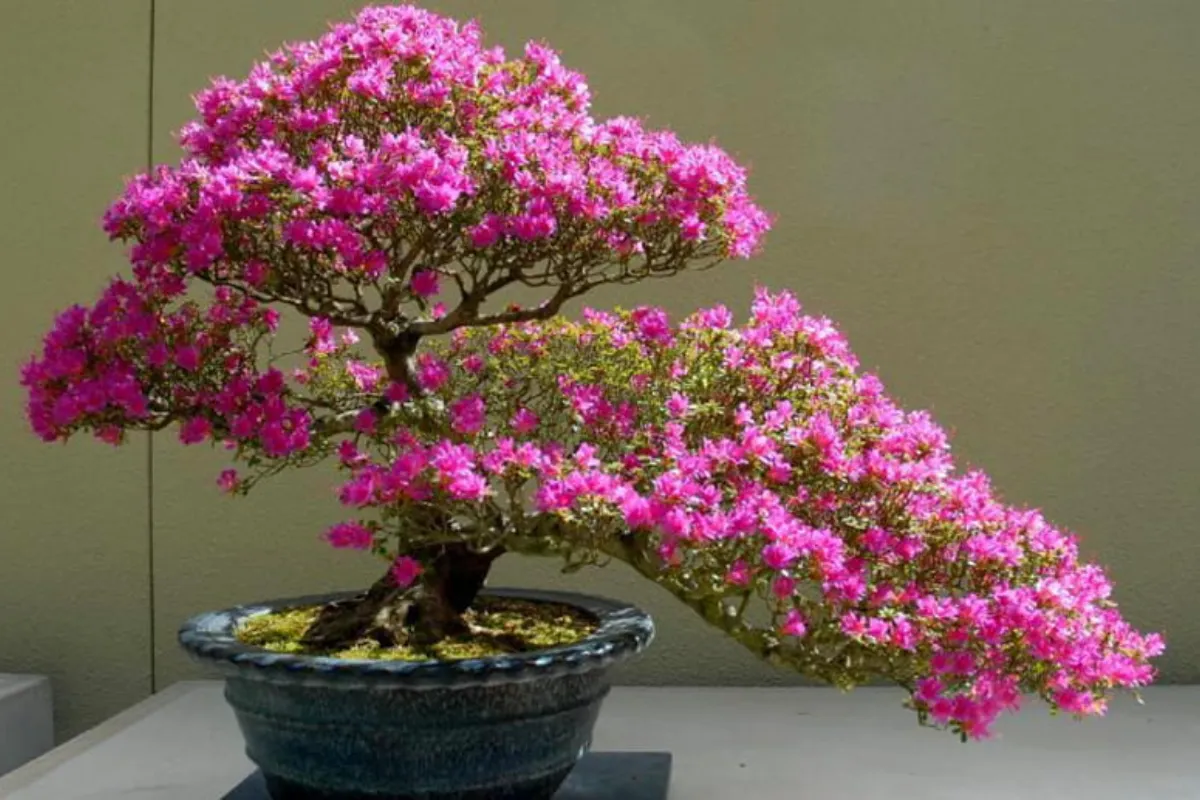 Câu chuyện thú vị về cây Hoa Giấy bạn đã biết