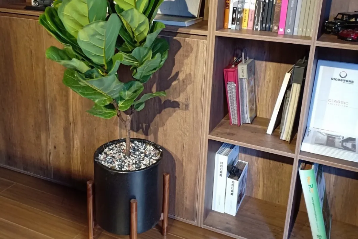 Vị trí đặt cây