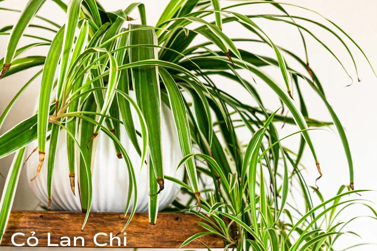 Cây Cỏ Lan Chi