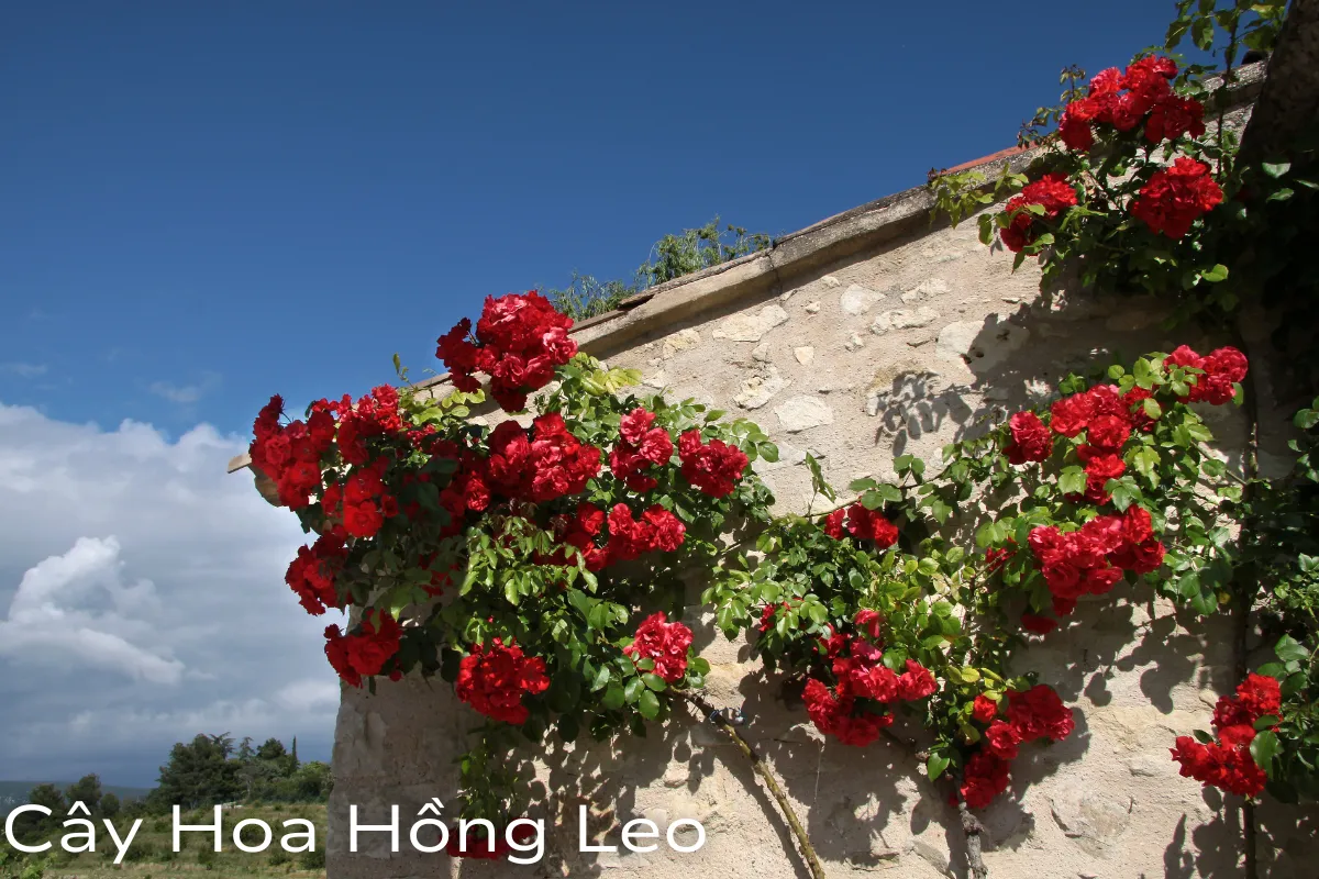 Cây Hoa Hồng Leo