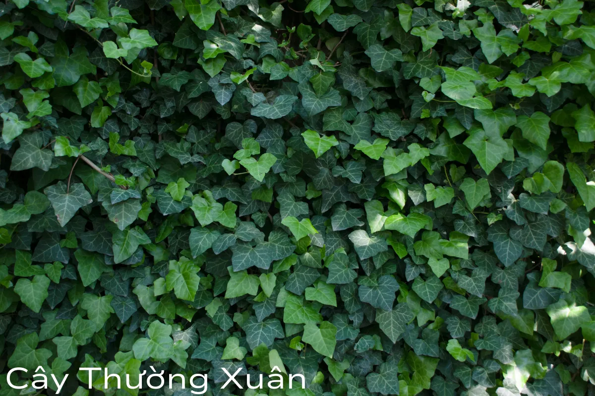 Cây thường xuân