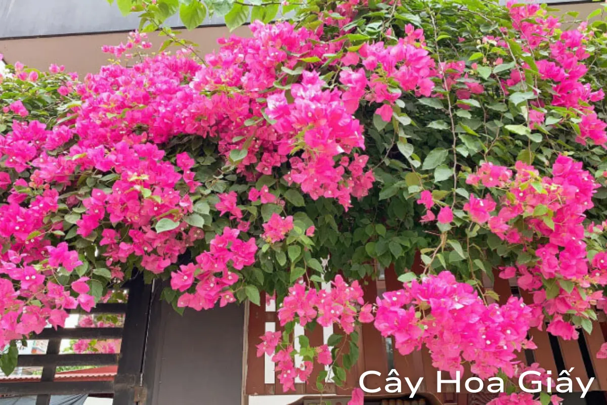 Cây hoa giấy