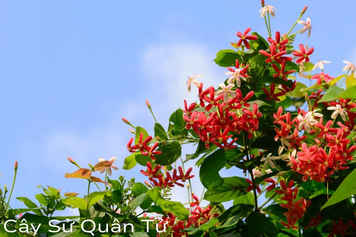 Cây sử quân tử