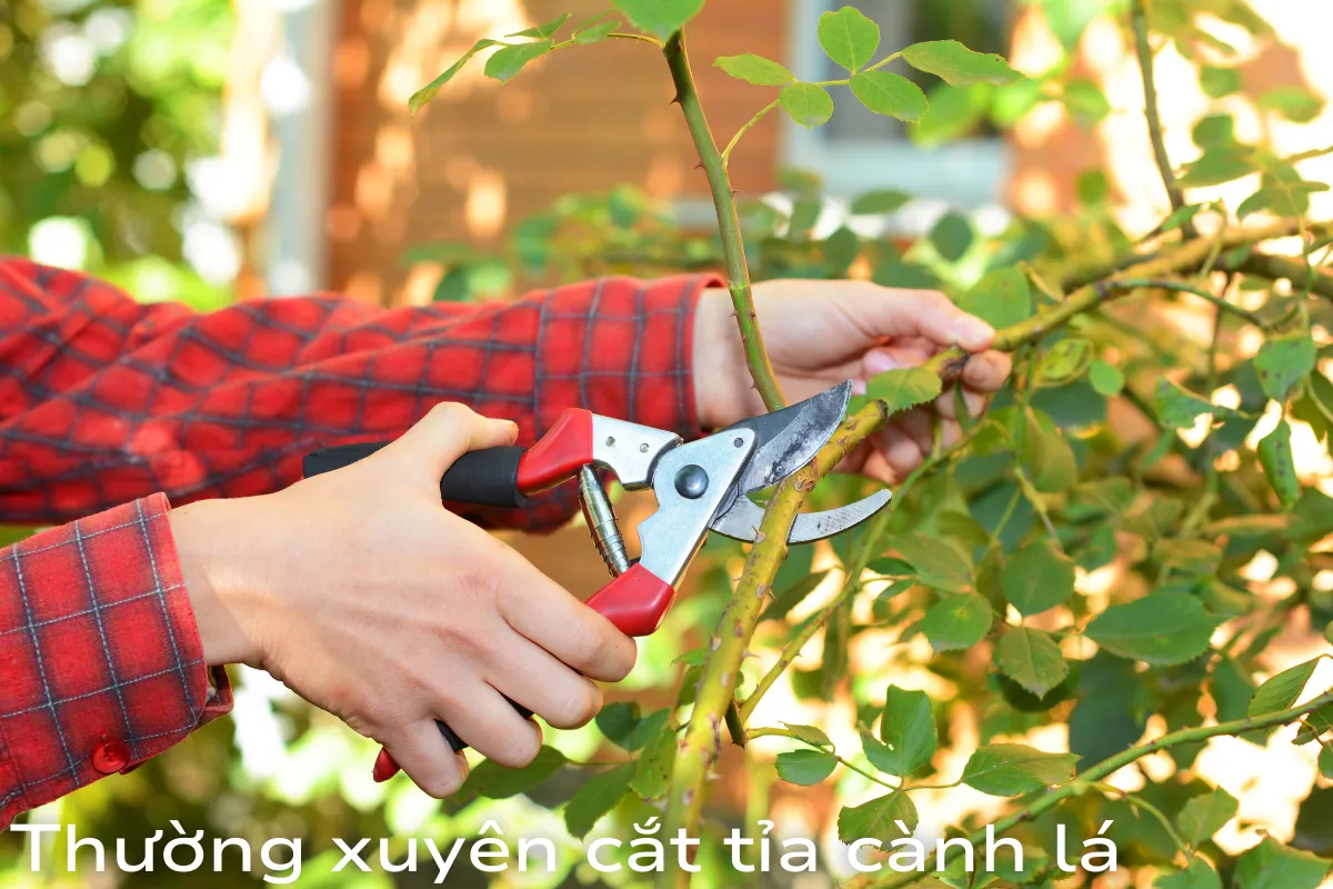 Thường xuyên cắt tỉa cành lá