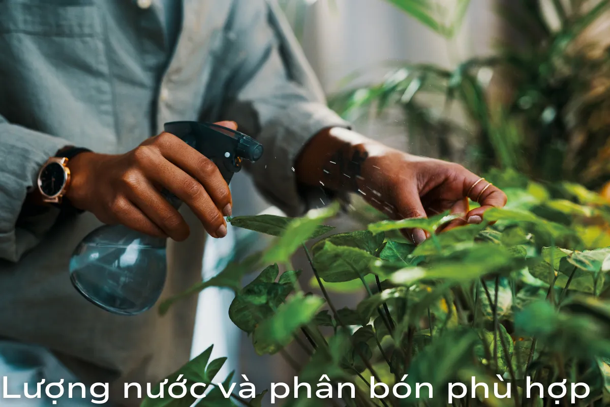Lượng nước và phân bón phù hợp