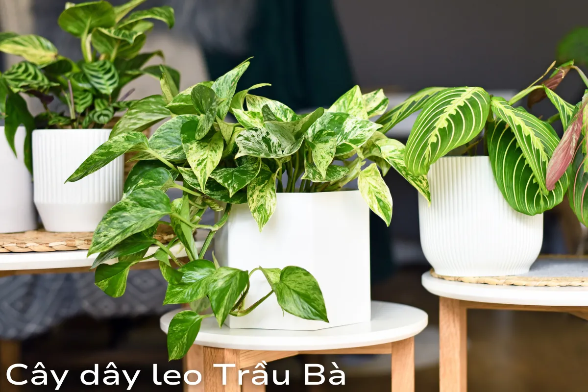 Trầu Bà