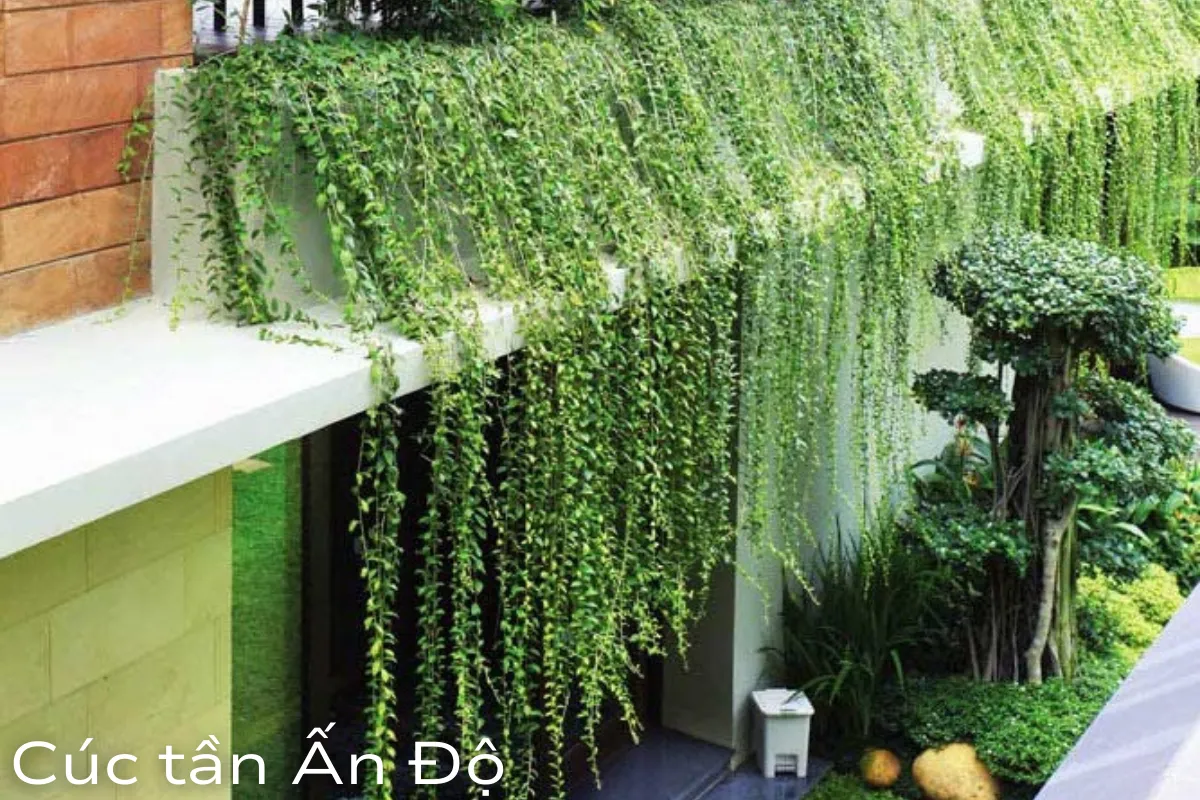 Cúc tần Ấn Độ