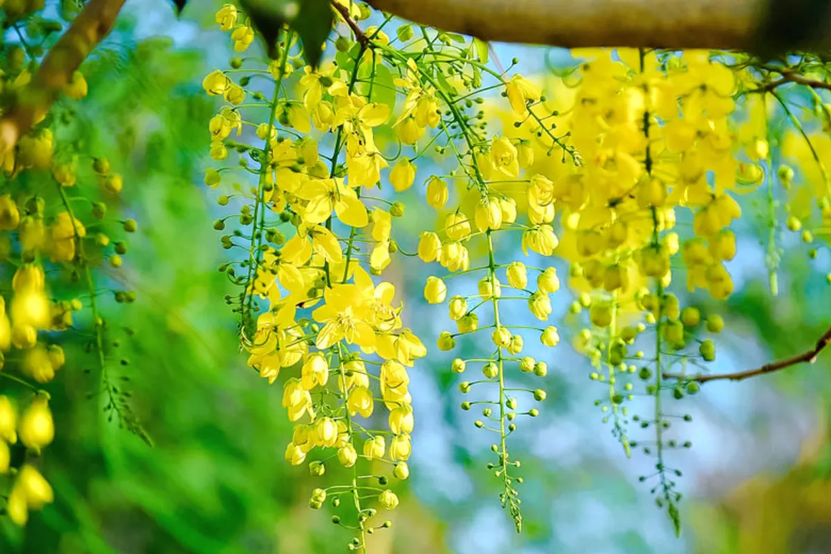 Cây cảnh Hoàng Yến - Sắc vàng rực rỡ và vẻ đẹp mùa hè không thể bỏ qua