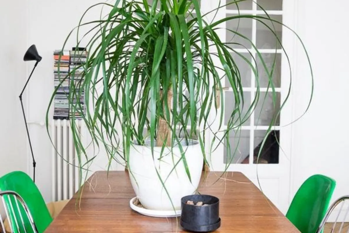 Vị trí đặt chậu cây