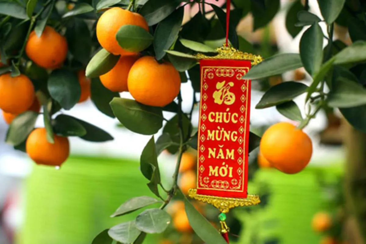 Cây Quất - Cây cảnh Tết biểu tượng cho sự may mắn và tài lộc