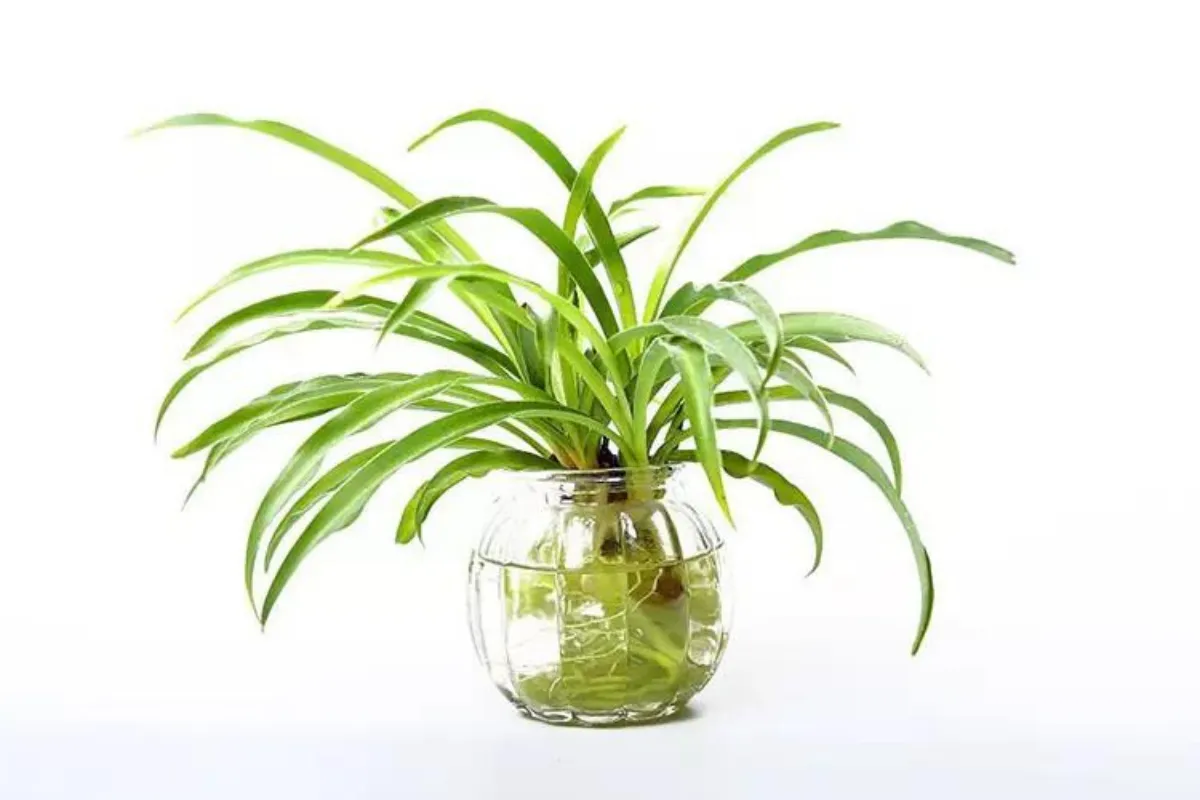 Phương pháp trồng thủy canh