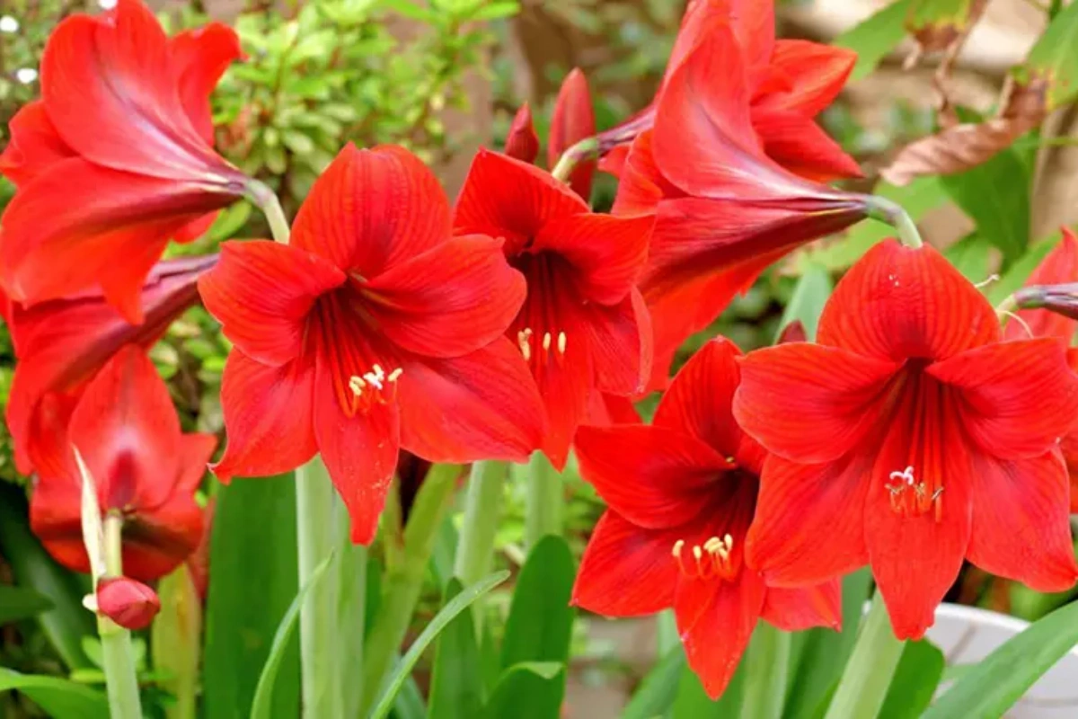 Lan huệ là loài hoa có củ đẹp nhất trong họ Amaryllidaceae