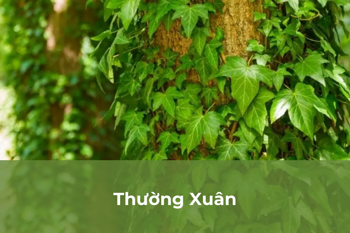 Thường Xuân - Cây cảnh hấp thụ bức xạ điện từ số 4