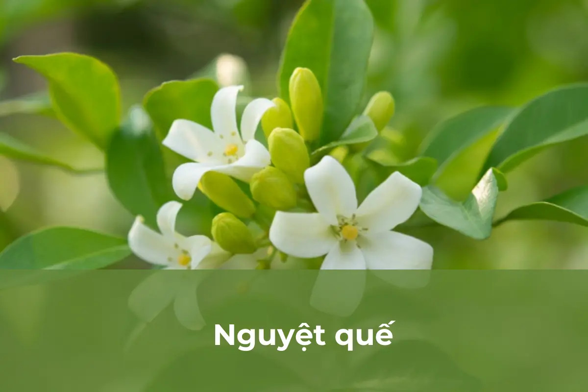 Nguyệt quế - Cây bụi phù hợp trồng vào mùa thu