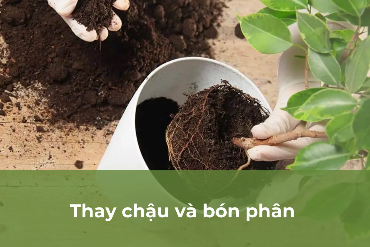 Thay chậu và bón phân