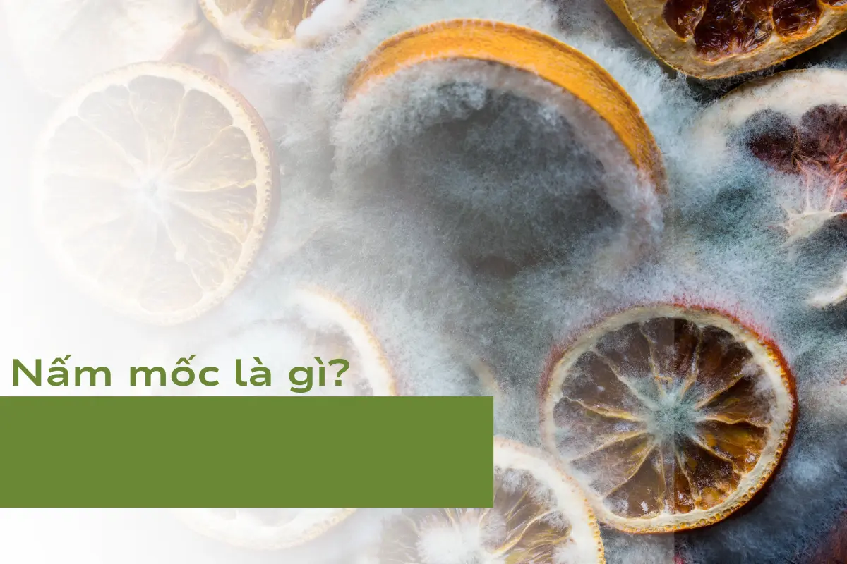 Định nghĩa, môi trường phát triển và tác hại