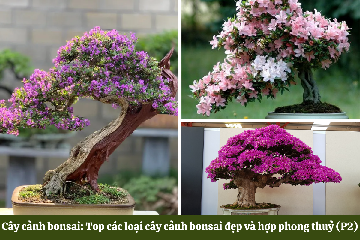 Cây cảnh bonsai đẹp và hợp phong thuỷ