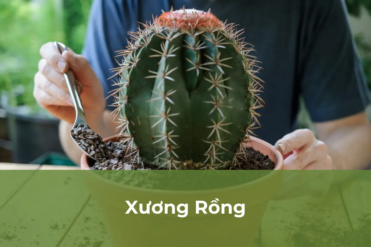 Xương Rồng - Cây cảnh hấp thụ bức xạ điện từ số 1