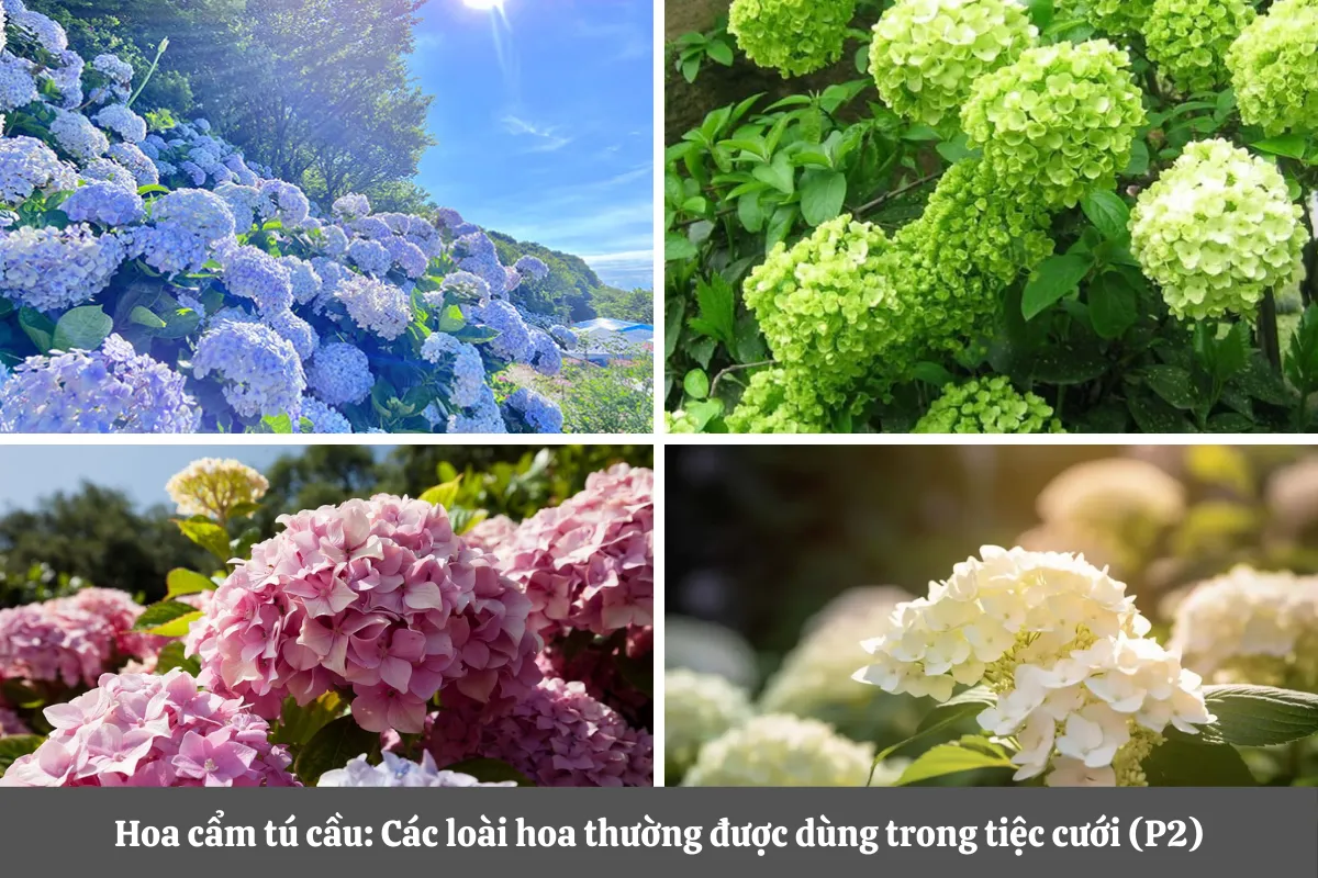 Tiệc Cưới Thường Được Dùng Hoa (P2)