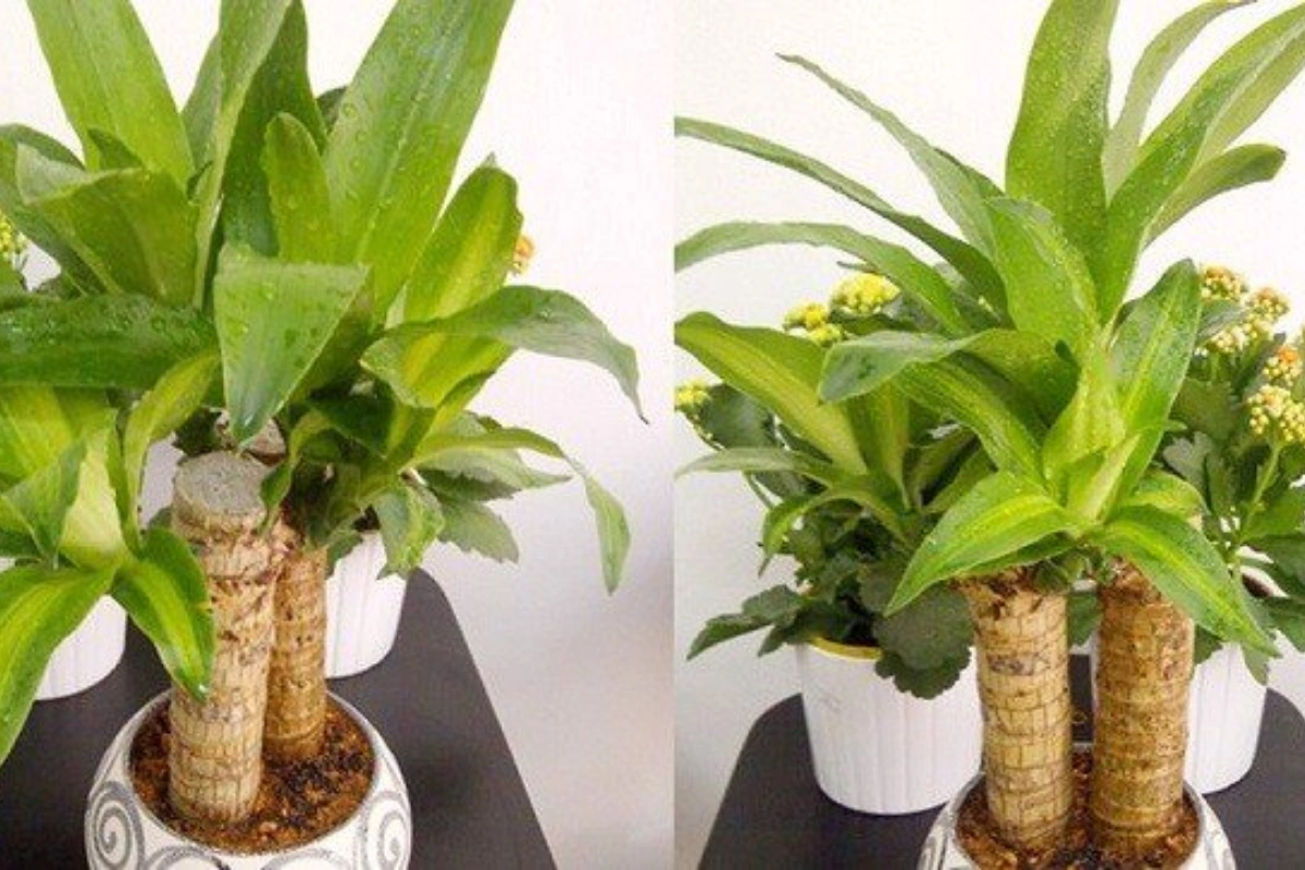 có nguồn gốc từ Tây Phi