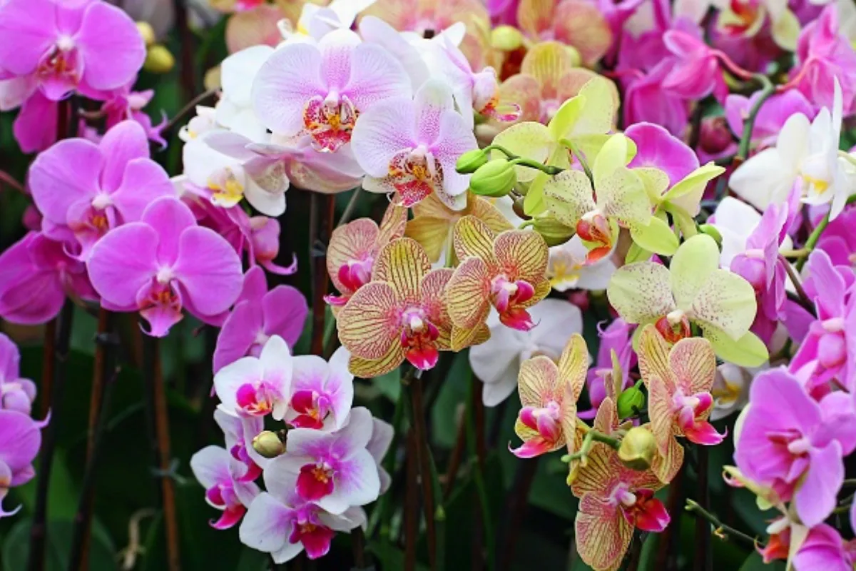 Hoa Lan trở thành lựa chọn hàng đầu của nhiều người bởi vẻ đẹp tinh tế và mong muốn mang lại tài lộc