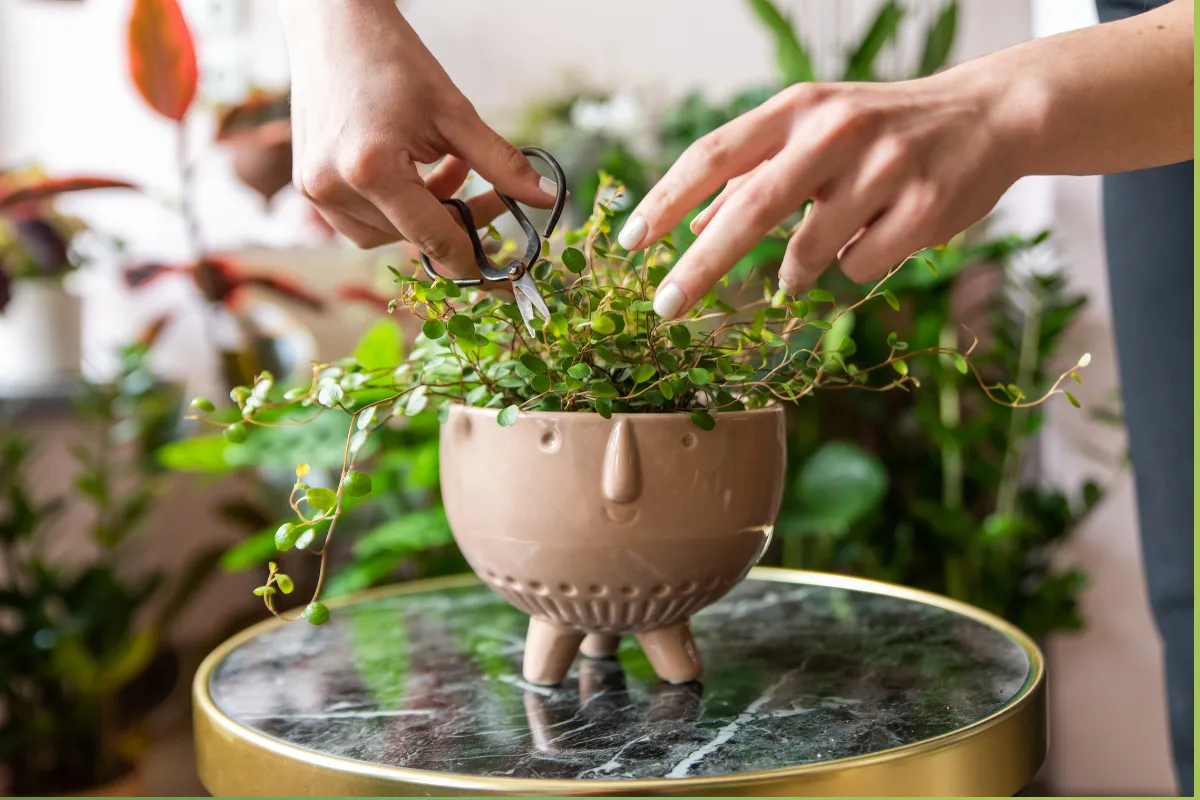 Thường xuyên tỉa cành