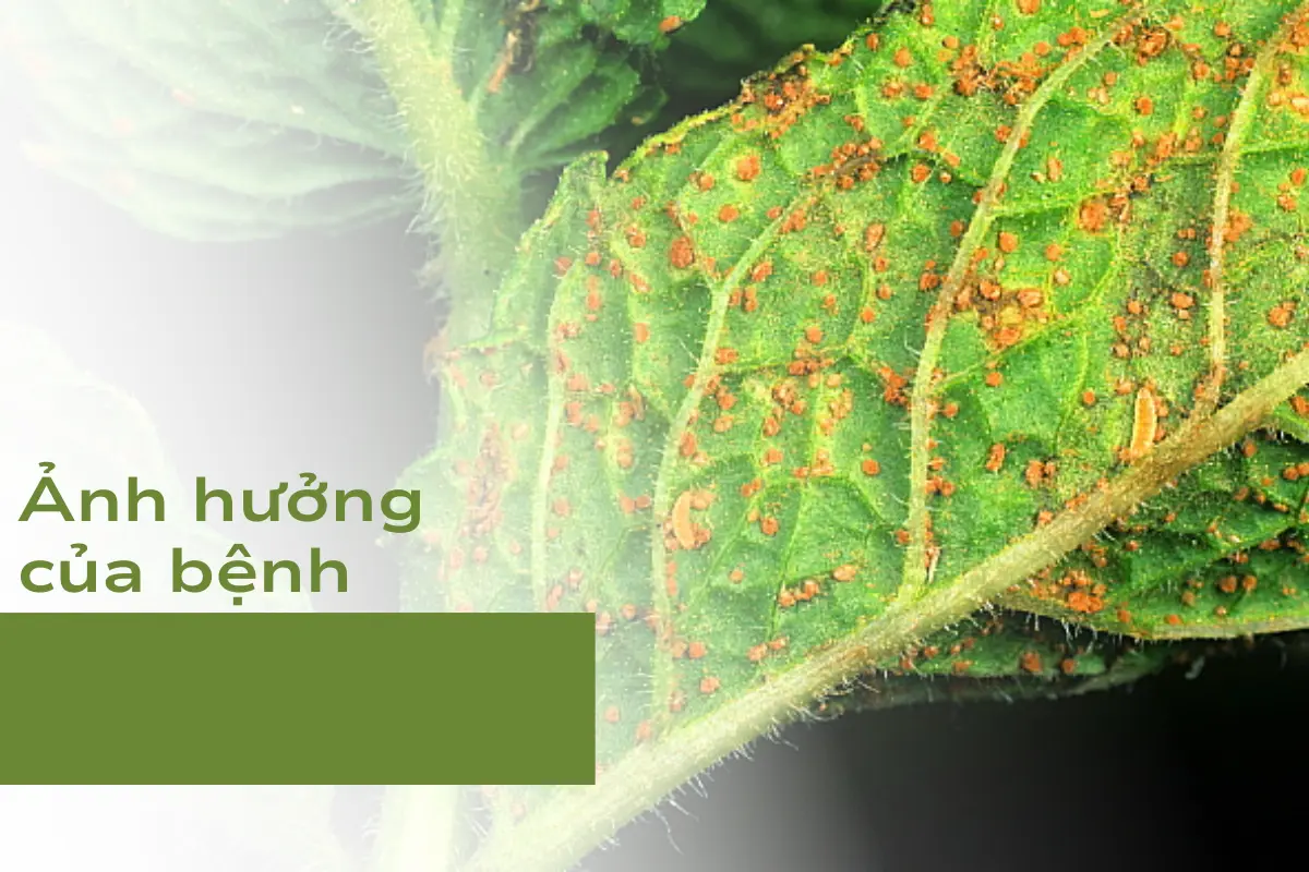 Ảnh hưởng của bệnh