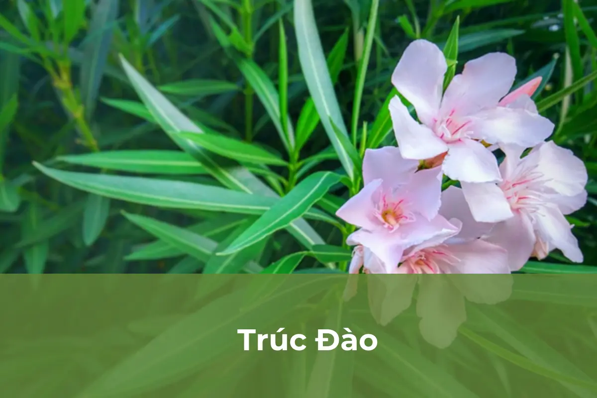 Trúc Đào gây nguy hiểm đến tính mạng
