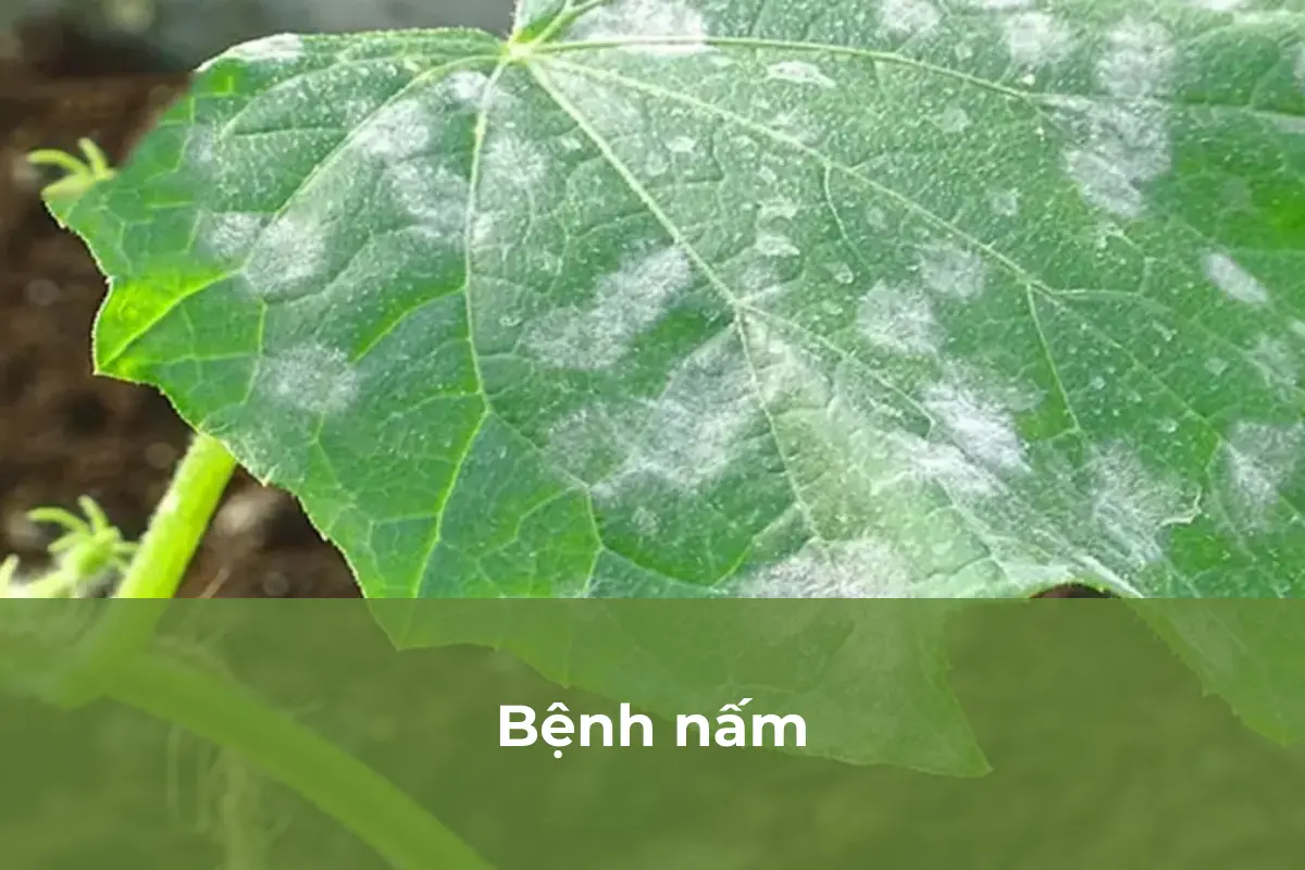 Nấm - Bệnh thường gặp số 1