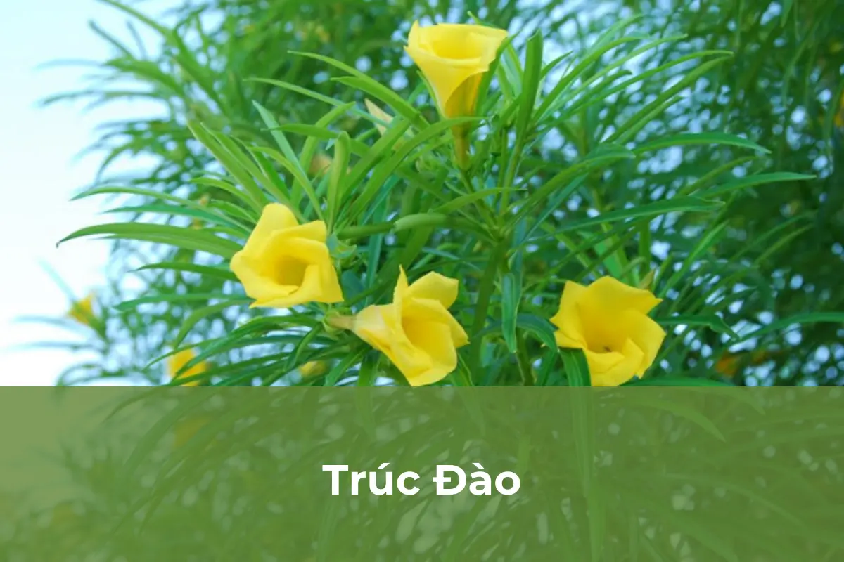 Trúc Đào chứa độc tố cao