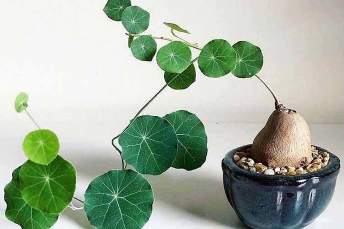 Bình vôi là cây cảnh có dáng vẻ giản dị