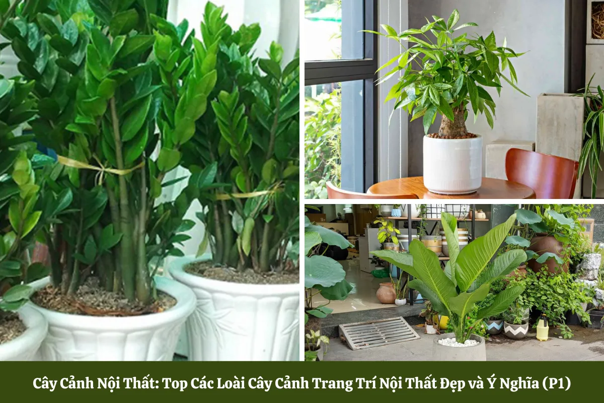 Cây Cảnh Nội Thất Đẹp và Ý Nghĩa
