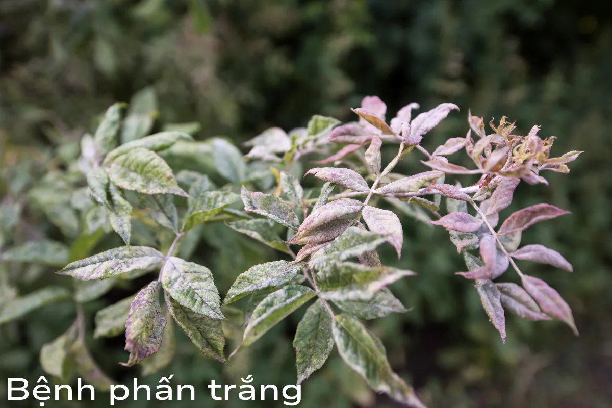 Bệnh phấn trắng