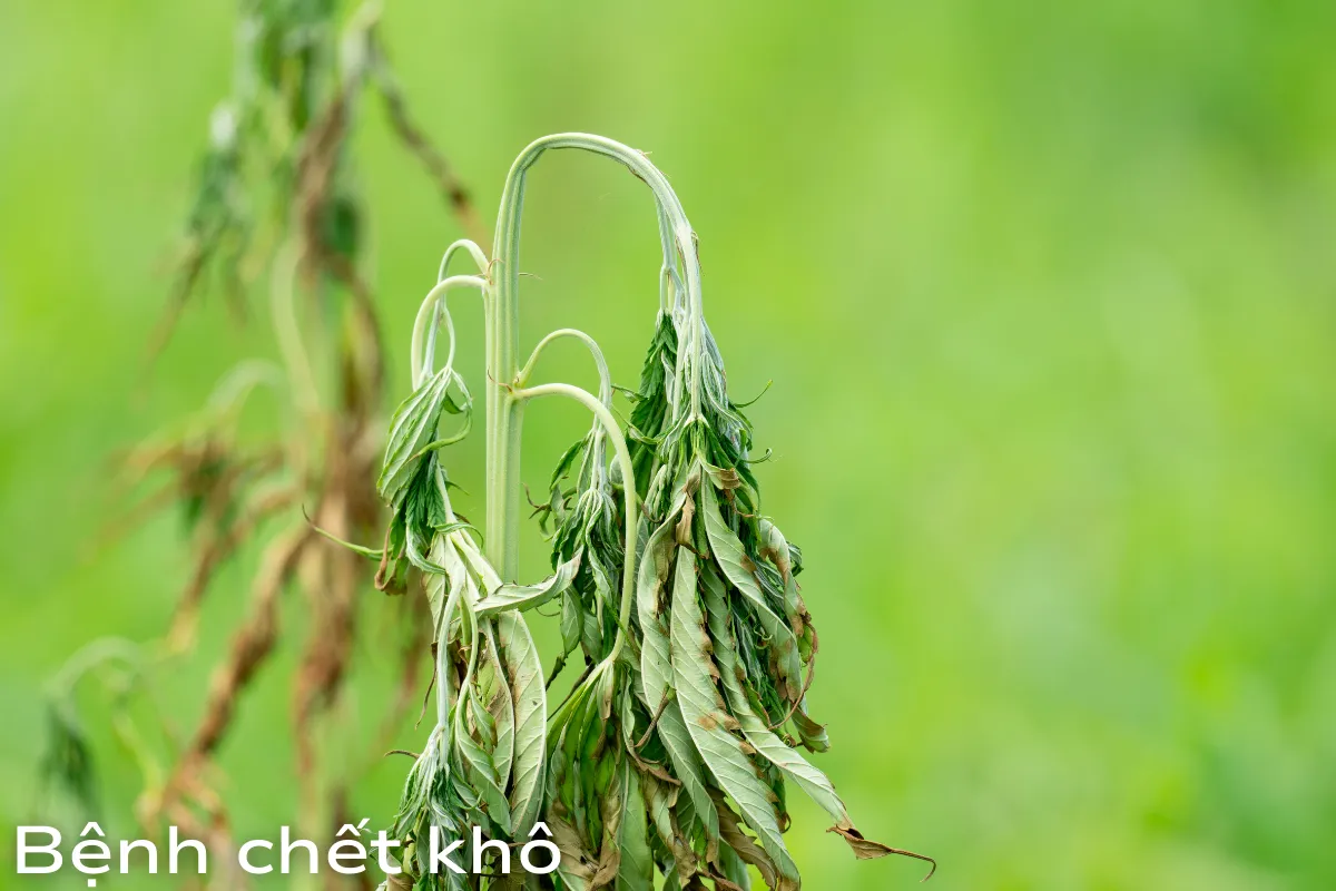 Bệnh chết khô