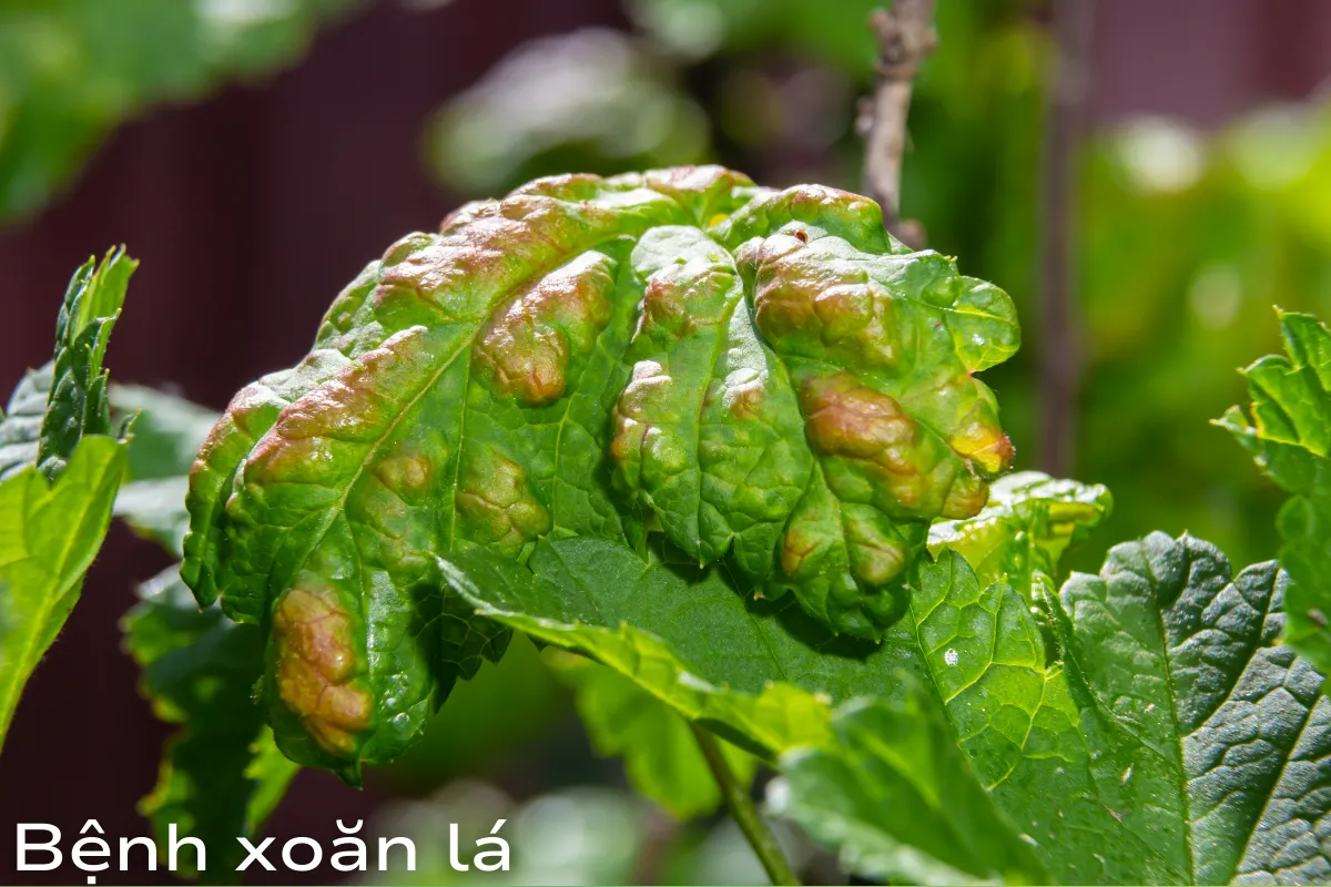 Bệnh xoăn lá
