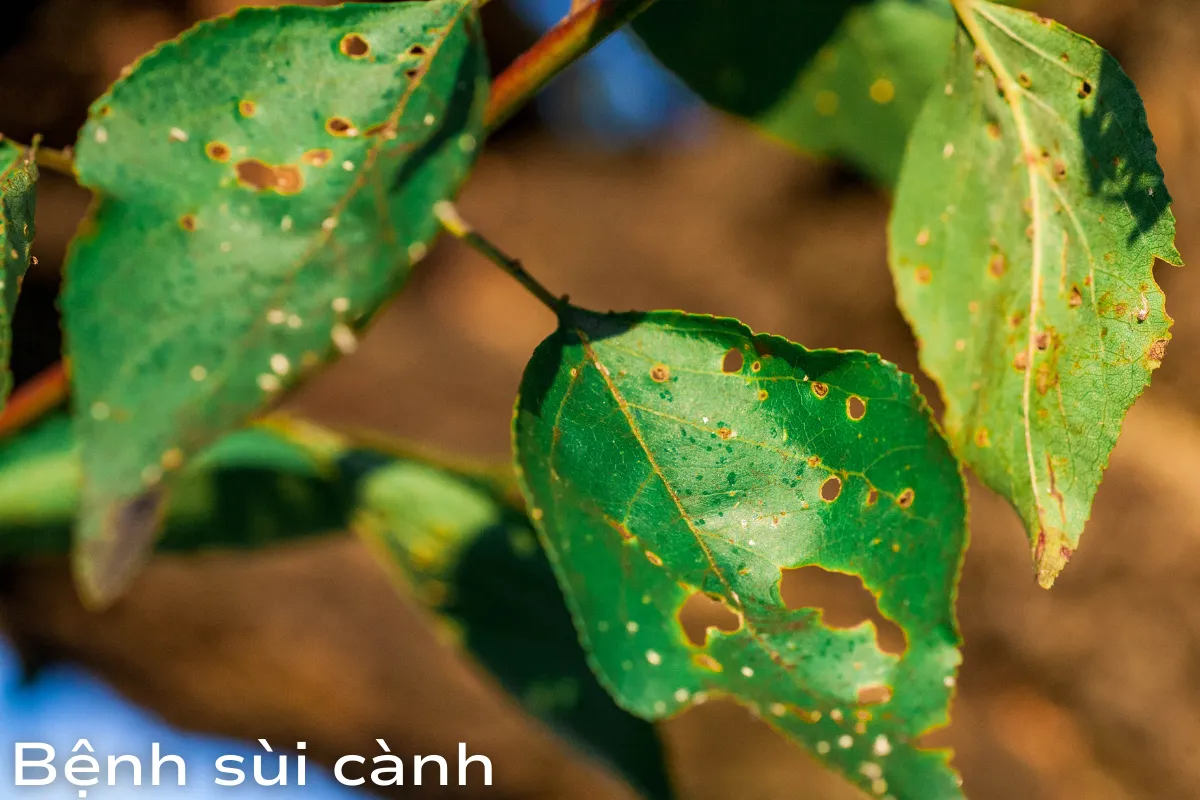 Bệnh sùi cành