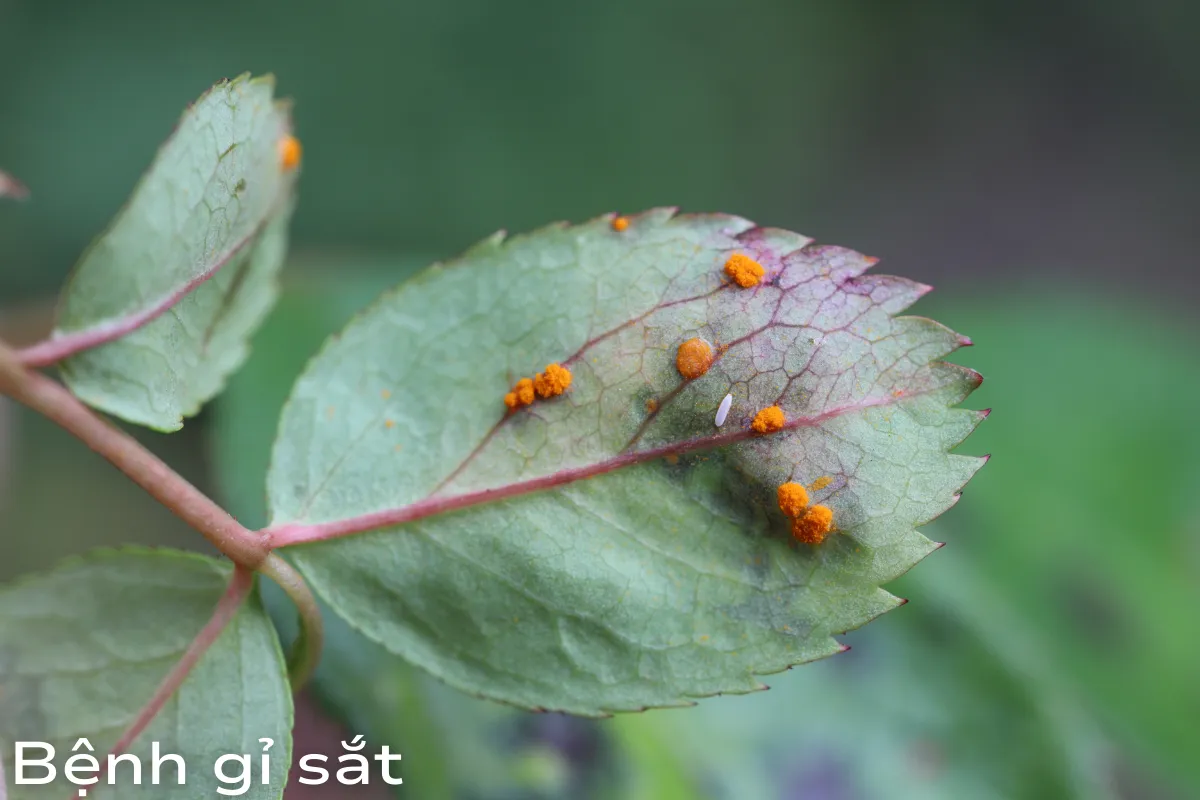 Bệnh gỉ sắt